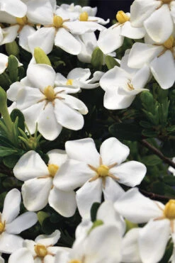 Snow Girl Hardy Dwarf Gardenia - 7 Gallon Pot -Wilson Bros Garden gardenia jasminoides snow girl 1