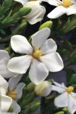 Snow Girl Hardy Dwarf Gardenia - 7 Gallon Pot -Wilson Bros Garden gardenia jasminoides snow girl 2