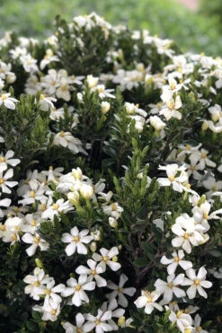 Snow Girl Hardy Dwarf Gardenia - 7 Gallon Pot -Wilson Bros Garden gardenia jasminoides snow girl 3