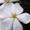 Snow Girl Hardy Dwarf Gardenia - 7 Gallon Pot -Wilson Bros Garden gardenia jasminoides snow girl 4