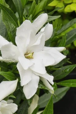 Radicans Creeping Dwarf Gardenia - 3 Gallon Pot -Wilson Bros Garden gardenia radicans 22 1