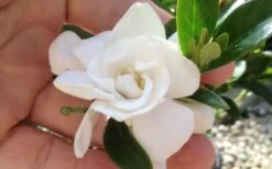 Jubilation Gardenia - 3 Gallon Pot -Wilson Bros Garden gardeniajubilation