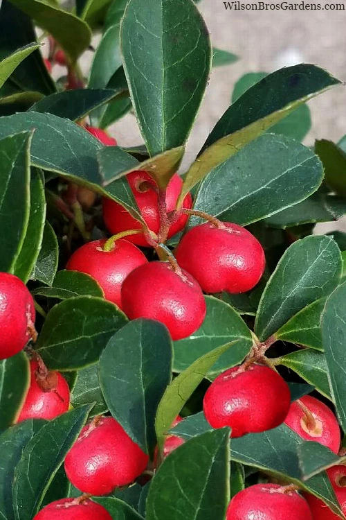 Cherry Berries Wintergreen Gaultheria - 6 Pack Of 1 Gallon Pots 3 Cherry Berries Wintergreen Gaultheria - 6 Pack Of 1 Gallon Pots