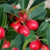 Cherry Berries Wintergreen Gaultheria - 1 Gallon Pot -Wilson Bros Garden gaultheria procumbens cherry berries wintergreen 4 2