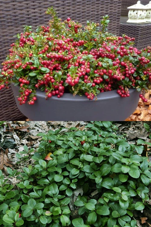 Cherry Berries Wintergreen Gaultheria - 6 Pack Of 1 Gallon Pots 6 Cherry Berries Wintergreen Gaultheria - 6 Pack Of 1 Gallon Pots - Image 4