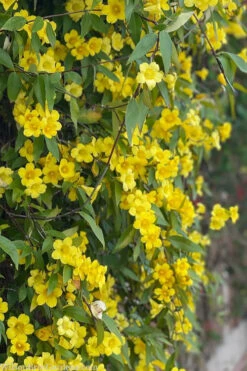 Margarita Cold Hardy Carolina Jasmine Vine (Gelsemium) - 3 Gallon Pot 16 Margarita Cold Hardy Carolina Jasmine Vine (Gelsemium) - 3 Gallon Pot -Wilson Bros Garden gelsemium sempervirens margarita cold hardy carolina jasmine vine 103 1
