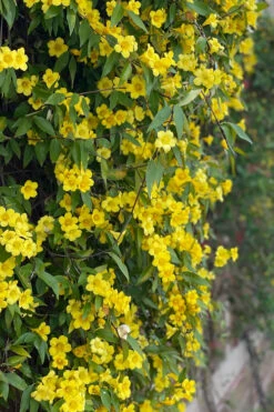Margarita Cold Hardy Carolina Jasmine Vine (Gelsemium) - 3 Gallon Pot 18 Margarita Cold Hardy Carolina Jasmine Vine (Gelsemium) - 3 Gallon Pot -Wilson Bros Garden gelsemium sempervirens margarita cold hardy carolina jasmine vine 104 1
