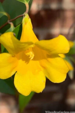 Margarita Cold Hardy Carolina Jasmine Vine (Gelsemium) - 1 Gallon Pot -Wilson Bros Garden gelsemium sempervirens margarita cold hardy carolina jasmine vine 106