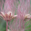 Prairie Smoke Geum (Avens) - 1 Gallon Pot -Wilson Bros Garden geum triflorum prairie smoke 1