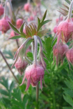 Prairie Smoke Geum (Avens) - 1 Gallon Pot -Wilson Bros Garden geum triflorum prairie smoke 10