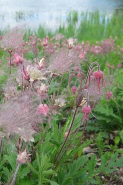 Prairie Smoke Geum (Avens) - 1 Gallon Pot -Wilson Bros Garden geum triflorum prairie smoke 11