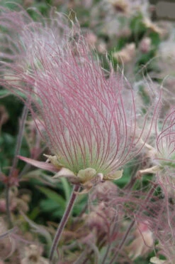 Prairie Smoke Geum (Avens) - 1 Gallon Pot -Wilson Bros Garden geum triflorum prairie smoke 12