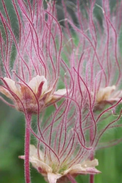 Prairie Smoke Geum (Avens) - 1 Gallon Pot -Wilson Bros Garden geum triflorum prairie smoke 2