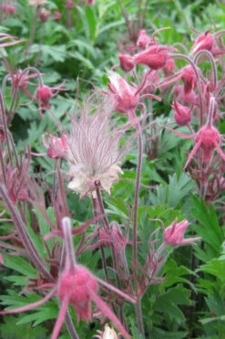 Prairie Smoke Geum (Avens) - 1 Gallon Pot -Wilson Bros Garden geum triflorum prairie smoke 3