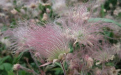 Prairie Smoke Geum (Avens) - 1 Gallon Pot -Wilson Bros Garden geum triflorum prairie smoke 4