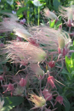 Prairie Smoke Geum (Avens) - 1 Gallon Pot -Wilson Bros Garden geum triflorum prairie smoke 5