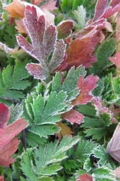 Prairie Smoke Geum (Avens) - 1 Gallon Pot -Wilson Bros Garden geum triflorum prairie smoke 6
