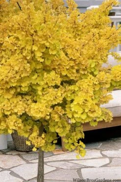 Mariken Dwarf Ginkgo Single Trunk Topiary Tree - 2 Gallon Pot -Wilson Bros Garden ginkgo biloba mariken single trunk topiary tree 1