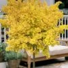 Mariken Dwarf Ginkgo Single Trunk Topiary Tree - 2 Gallon Pot -Wilson Bros Garden ginkgo biloba mariken single trunk topiary tree 2