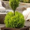 Goldcrest Monterey Lemon Cypress - 2-Ball Poodle Tier Topiary - 2 Gallon Pot -Wilson Bros Garden goldcrest monterey lemon cypress two ball poodle tier topiary 1