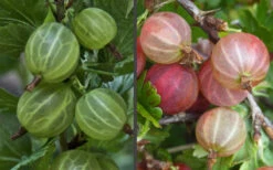 Pixwell Gooseberry (Currant) - 1 Gallon Pot -Wilson Bros Garden gooseberry pixwell 13