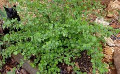 Pixwell Gooseberry (Currant) - 1 Gallon Pot -Wilson Bros Garden gooseberry pixwell 14