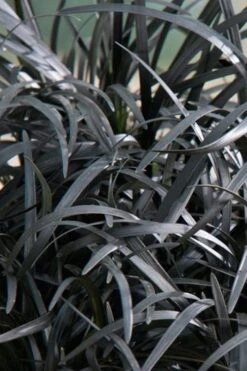 Black Beard Black Mondo Grass - Ophiopogon Planiscapus - 1 Gallon Pot 11 Black Beard Black Mondo Grass - Ophiopogon Planiscapus - 1 Gallon Pot -Wilson Bros Garden grass black beard mondo 500x750 1