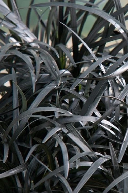 Black Beard Black Mondo Grass - Ophiopogon Planiscapus - 1 Gallon Pot 7 Black Beard Black Mondo Grass - Ophiopogon Planiscapus - 1 Gallon Pot - Image 5