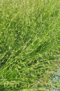 Cherokee Sedge (Carex Cherokeensis) - 1 Gallon Pot 15 Cherokee Sedge (Carex Cherokeensis) - 1 Gallon Pot -Wilson Bros Garden grass cherokee sedge 500x750 1