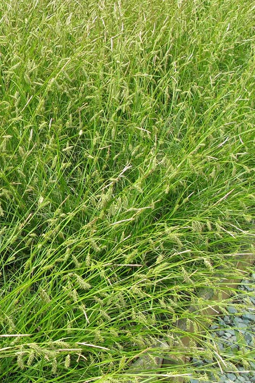 Cherokee Sedge (Carex Cherokeensis) - 1 Gallon Pot 9 Cherokee Sedge (Carex Cherokeensis) - 1 Gallon Pot - Image 7