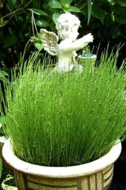 Dwarf Horsetail Reed Grass (Equisetum Scirpoides) - 1 Gallon Pot -Wilson Bros Garden grass dwarf horse tail 2 500x750 1