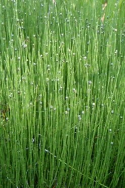Dwarf Horsetail Reed Grass (Equisetum Scirpoides) - 1 Gallon Pot -Wilson Bros Garden grass dwarf horse tail 4 500x750 1