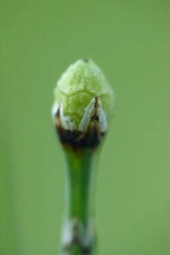 Dwarf Horsetail Reed Grass (Equisetum Scirpoides) - 1 Gallon Pot -Wilson Bros Garden grass dwarf horse tail 500x750 1