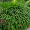 Hakone Japanese Forest Grass (Hakonechloa Macra)- 1 Gallon Pot 1 Hakone Japanese Forest Grass (Hakonechloa Macra)- 1 Gallon Pot -Wilson Bros Garden hakonechloa macra hakone japanese forest grass 7