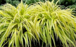 Lemon Zest Japanese Forest Grass (Hakonechloa) - 1 Gallon Pot -Wilson Bros Garden hakonechloa macra lemon zest japanese forest grass 1