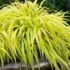 Lemon Zest Japanese Forest Grass (Hakonechloa) - 1 Gallon Pot -Wilson Bros Garden hakonechloa macra lemon zest japanese forest grass 5