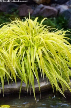 Lemon Zest Japanese Forest Grass (Hakonechloa) - 1 Gallon Pot