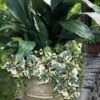 Variegated Algerian Ivy(Hedera Algeriensis 'Gloire De Marengo') - 6 Pack Of Pint Pots -Wilson Bros Garden hedera algeriensis gloire de marengo variegated algerian ivy 102