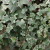 Glacier Ivy (Hedera Helix) - 18 Pack Of Pint Pots -Wilson Bros Garden hedera helix glacier ivy 1