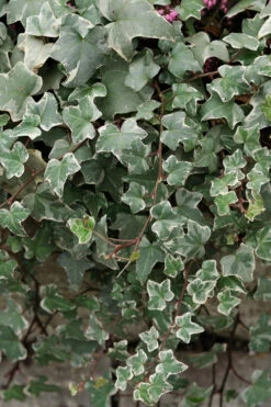 Glacier Ivy (Hedera Helix) - 18 Pack Of Pint Pots -Wilson Bros Garden hedera helix glacier ivy 2