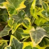 Gold Child Ivy (Hedera Helix) - 10 Pack Of Pint Pots -Wilson Bros Garden hedera helix gold child english ivy 100 1