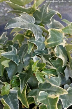 Ingelise English Ivy (Hedera) - 5 Pack Of Pint Pots -Wilson Bros Garden hedera helix ingelise english ivy 4