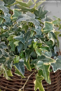 Ingelise English Ivy (Hedera) - 5 Pack Of Pint Pots -Wilson Bros Garden hedera helix ingelise english ivy 6