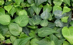 Teardrop Ivy(Hedera Helix) - 5 Pack Of Pint Pots -Wilson Bros Garden hedera helix teardrop ivy 100