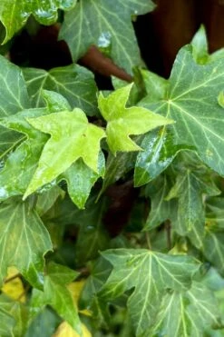 Wilson Ivy (Hedera Helix) - 5 Pack Of Quart Pots -Wilson Bros Garden hedera helix wilsonii wilson ivy 1