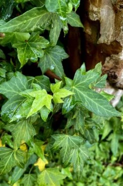 Wilson Ivy (Hedera Helix) - 5 Pack Of Quart Pots -Wilson Bros Garden hedera helix wilsonii wilson ivy 2