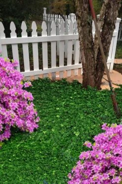 Wilson Ivy (Hedera Helix) - 5 Pack Of Quart Pots -Wilson Bros Garden hedera helix wilsonii wilson ivy 5