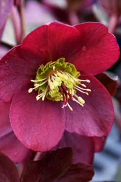 Anna's Red Helleborus (Lenten Rose) - 1 Gallon Pot 11 Anna's Red Helleborus (Lenten Rose) - 1 Gallon Pot -Wilson Bros Garden helleborus annas red lenten rose 2