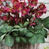 Anna's Red Helleborus (Lenten Rose) - 1 Gallon Pot -Wilson Bros Garden helleborus annas red lenten rose 4