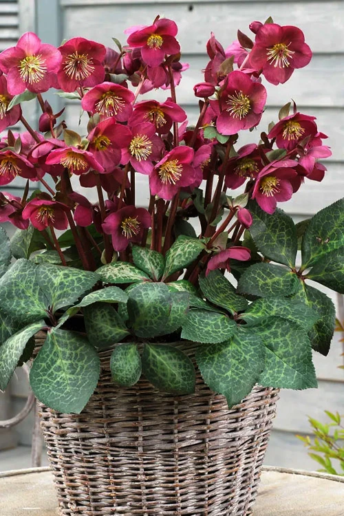 Anna's Red Helleborus (Lenten Rose) - 1 Gallon Pot 3 Anna's Red Helleborus (Lenten Rose) - 1 Gallon Pot